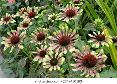 Lime and purple Echinacea 'Green Twister' coneflowers in bloom