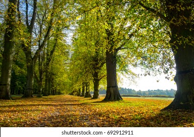 Lime Tree Avenue In Autumn At Clumber Park. The National Trust Is Opposing Any Fracking Applications On Its Land At Clumber.

