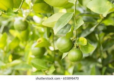 Lime Tree With Fruits