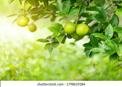 Lime Tree In The Garden Are Excellent Source Of Vitamin C.Green Organic Lime Citrus Fruit Hanging On Tree.