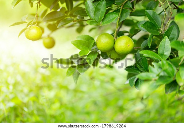 lime tree in the\
garden are excellent source of vitamin C.Green organic lime citrus\
fruit hanging on tree.