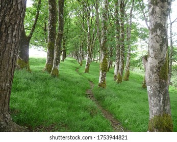 Lime Tree Glade On The Two Moors Way, Exmoor.