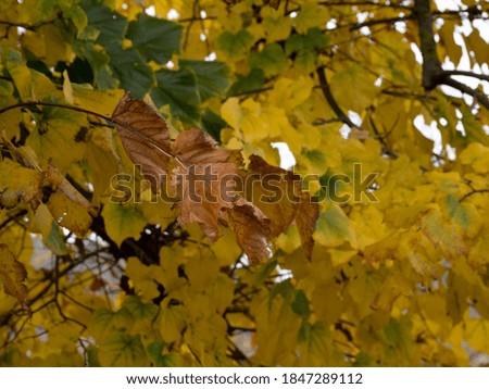 lime tree leaves in autumn season detail