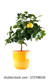 Lime Tree In Pot - White Background