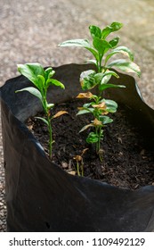 Lime Tree In Pot.Lemon Tree Seedlings