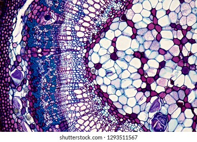 Lime tree (Tilia sp.) stem section under the microscope.