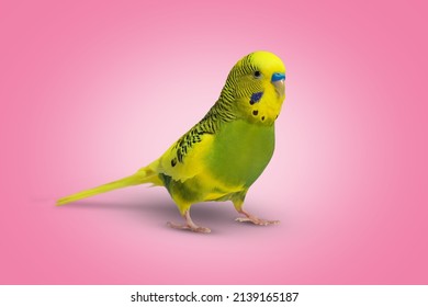 Lime Yellow Wavy Parrot On Pink Background