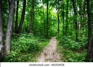 Limehouse Bruce Trail Halton Hills Ontario Woods Path