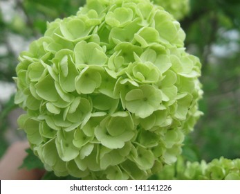 Limelight Hydrangea