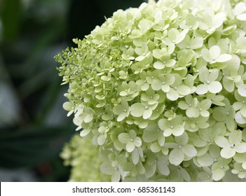 Limelight Hydrangea Flower.