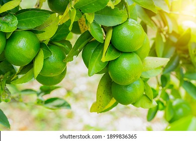 Limes Tree In The Garden Are Excellent Source Of Vitamin C.Green Organic Lime Citrus Fruit Hanging On Tree.