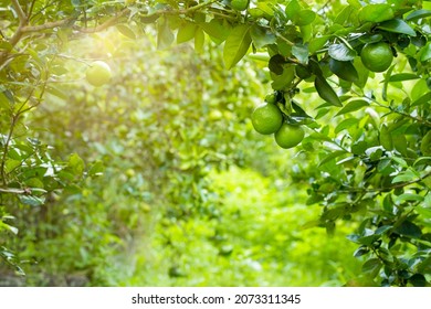 limes tree in the garden are excellent source of vitamin C.Green organic lime citrus fruit hanging on tree. - Powered by Shutterstock