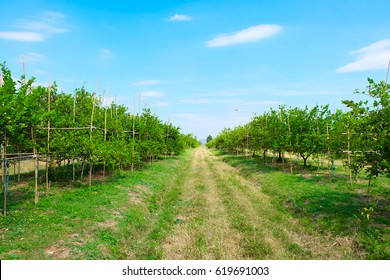 Limes Trees, Lemon Trees Farm Field In Thailand. Perspective Photo