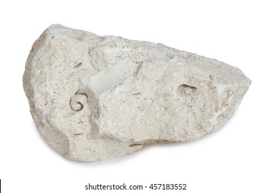 Limestone with inclusions of sea shells. Limestone is a sedimentary rock composed largely of the minerals calcite and aragonit, composed of skeletal fragments of marine organisms.