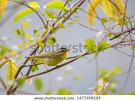 Similar – Image, Stock Photo The reed warbler (Phylloscopus collybita)