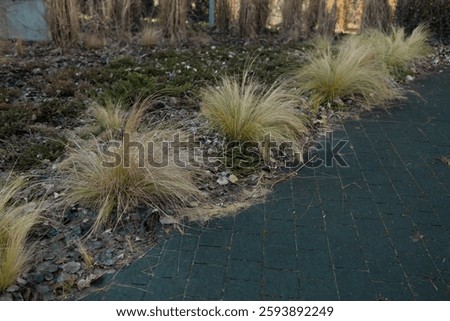  A limestone path separates borders of Hakonechloa macra Aureola, a shade loving beautiful golden variegated grass and pink and blue bloomstruck hydrangeas. High quality FullHD footage