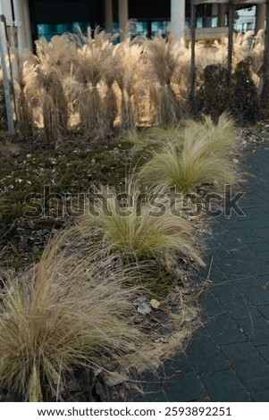  A limestone path separates borders of Hakonechloa macra Aureola, a shade loving beautiful golden variegated grass and pink and blue bloomstruck hydrangeas. High quality FullHD footage