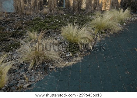  A limestone path separates borders of Hakonechloa macra Aureola, a shade loving beautiful golden variegated grass and pink and blue bloomstruck hydrangeas. High quality FullHD footage