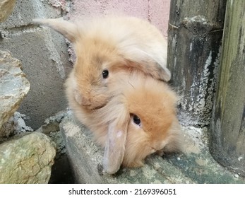 The Limited Space Required The Two Rabbits To Huddle Together