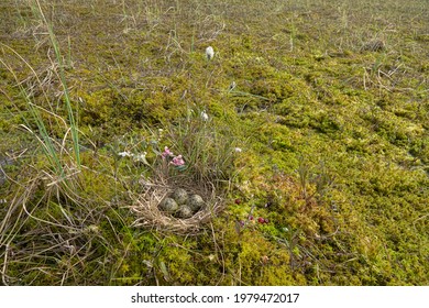 Limnodium: Sedges, Andromeda, Eriophorum, haircap moss, gramineae etc. Nest of Black-tailed godwit (Limosa limosa). Highmoor (mesotrophic bog). Rare bird, close to near thretened position in IUNC list