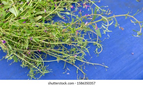 Limnophila Aromatica Rice Paddy Herb With Blue Background