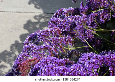 Limonium perezii, Perez`s sea lavender, tough perennial ornamental herb with woody rhizome, large oval to rounded leaves and terminal panicle of small flowers with lavender sepals and white petals.