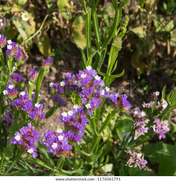 Limonium Sinuatum Purple Attraction Sea Lavender Stock Photo Edit