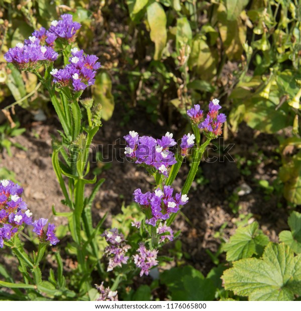 Limonium Sinuatum Purple Attraction Sea Lavender Stock Photo Edit