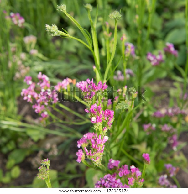 Limonium Sinuatum Rose Light Sea Lavender Nature Stock Image