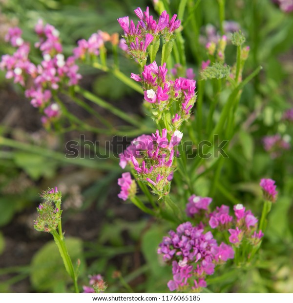 Limonium Sinuatum Rose Light Sea Lavender Stock Image Download Now