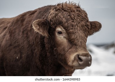 Limousin Bull Cow Head Close Up