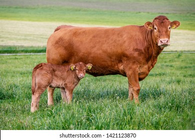 Limousin cattle breed. Cow with cattle in the pasture
