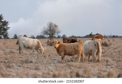 Limousin Cattle Standing In A Farm Field On A Cold Crispy Day In Canada