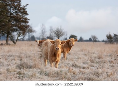 Limousin Cattle Standing In A Farm Field On A Cold Crispy Day In Canada