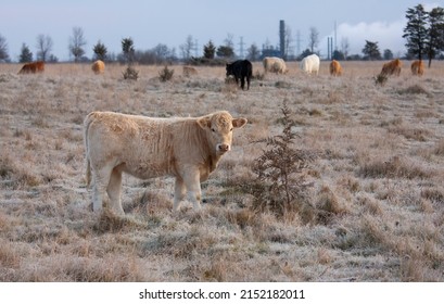 Limousin Cattle Standing In A Farm Field On A Cold Crispy Day In Canada