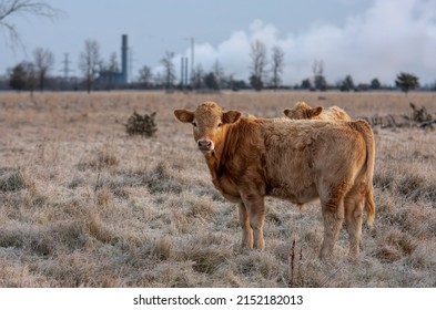 Limousin Cattle Standing In A Farm Field On A Cold Crispy Day In Canada