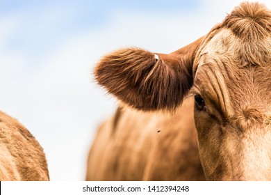 Limousin Cow Head Close Up Looking At Camera With Flies Round Face