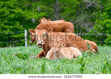 Limousin cows, mother and son, lie in the grass and fields of the rural Creuse in France