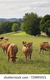 LIMOUSIN, FRANCE: AUGUST 8, 2017: A Herd Of Free Range Limousin Beef Cattle In A Green Pasture With Trees In The Back.