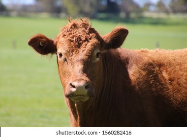 limousin red angus cross cattle