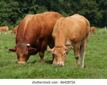 Limousine Bull With Cow Peaceful Grazing Together