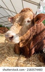 Limousine Bull At A Livestock Show