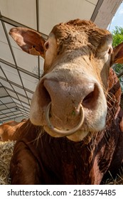 Limousine Bull At A Livestock Show