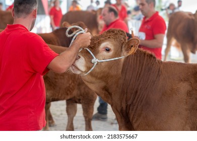 Limousine Bull At A Livestock Show