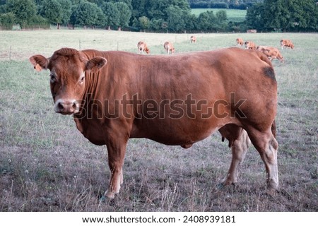 A Limousine cow in field in vendé, France, with the rest of the herd in the background.