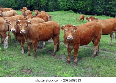 Limousine Cows In Central France, With Earmarks According To EU Regulation