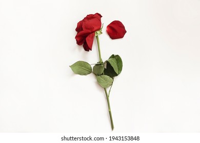 A limp rose lies on a white background. Faded flowers. - Shutterstock ID 1943153848