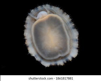 A Limpet On A Glass. Genus Patella.