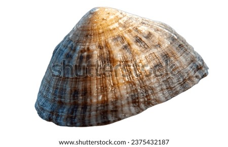 Limpet shell isolated on white background. sea shell close-up.
