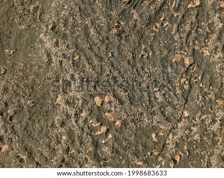 limpet shells, barnacle shells and many seashells on rock surface at beach close up